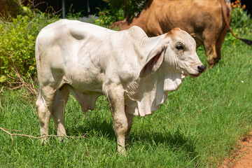   Cows, Calf eating hay, Cow eating grass, close up on cow farm, agriculture industry concept.