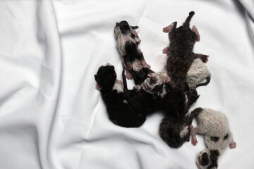 Directly above of cat's children.