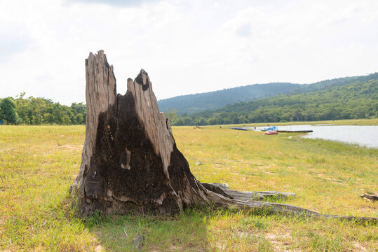 Stumps on the river caused by deforestation and forest burning in Thailand,  Tree stumps and trees burned by forest fires. Forest fire aftermath with burnt trees. Field with ashes after a wildfire.