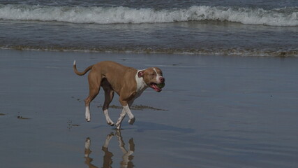 Dog Beach 2