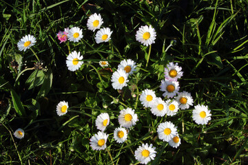 Gänseblümchen / Common daisy / Bellis perennis © Ludwig