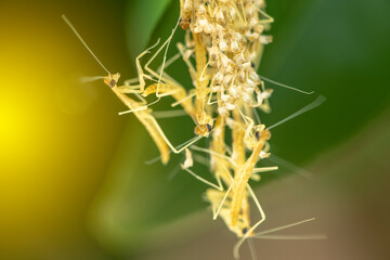 Praying mantis nymphs