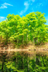 Obraz premium landscape with trees and sky