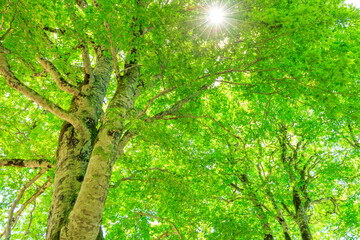 green forest with sun rays