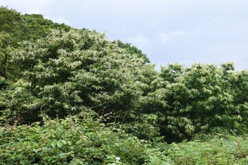 Fototapeta na wymiar Japanese chestnut blossoms. Fagaceae deciduous fruit tree.