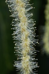 Japanese chestnut blossoms. Fagaceae deciduous fruit tree.