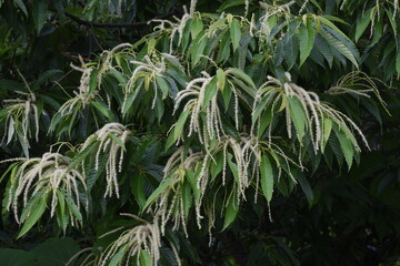 Japanese chestnut blossoms. Fagaceae deciduous fruit tree.