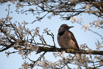 Northern flicker perched on a branch