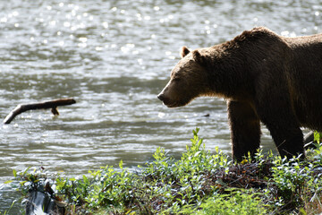 Large adult grizzly bear searching for salmon