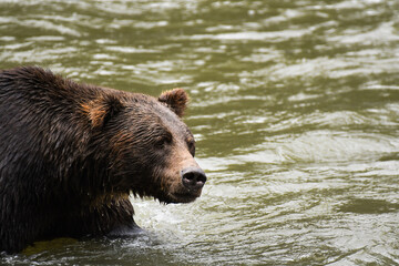 Large adult grizzly bear searching for salmon