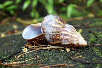 large snail shell on a wet moss plants