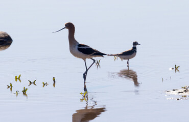 American Avocet and a killdeer