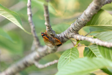Brood X Cicadas