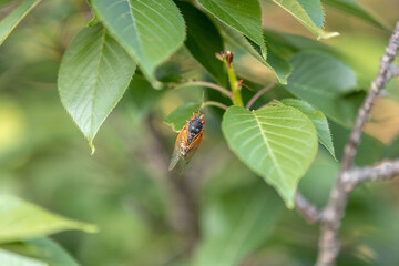 Brood X Cicadas