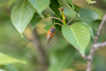 Brood X Cicadas