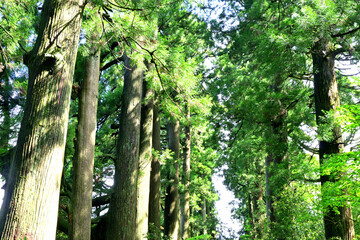 Fototapeta premium 杉並木 箱根 神奈川県箱根の風景 