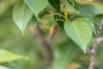 Brood X Cicadas