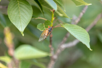 Brood X Cicadas