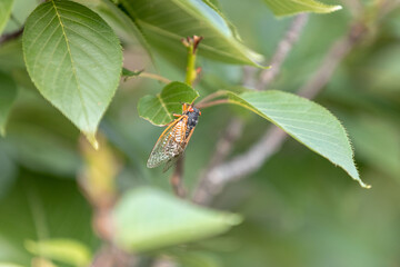 Brood X Cicadas