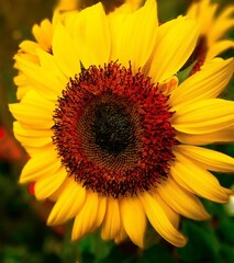 sunflower close up