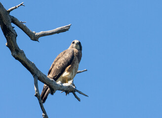 Swainson's Hawk