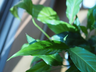 インテリアグリ－ン