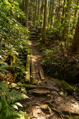 Footpath go in through a forest in Fukuoka prefecture, JAPAN.