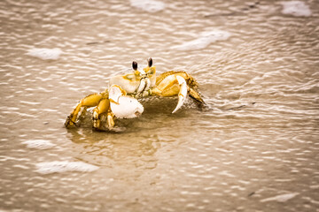 crab on the sand