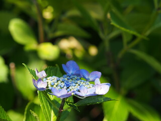 紫陽花