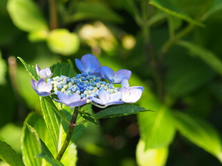 紫陽花