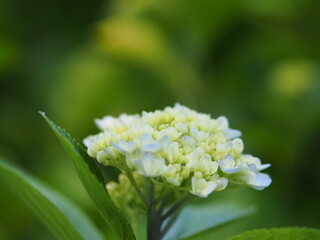 紫陽花