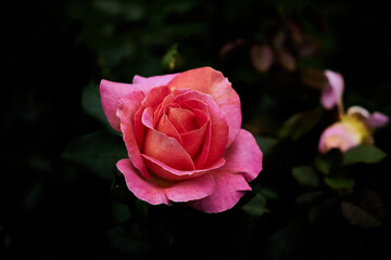 A Rose is a woody perennial flowering plant of the genus Rosa, in the family Rosaceae, or the flower it bears.There are over three hundred species and thousands of cultivars.They form a group of plant