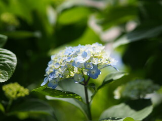 紫陽花