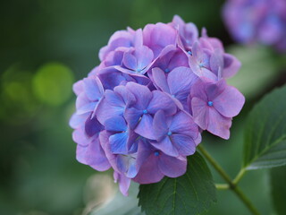 紫陽花