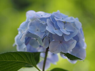 紫陽花