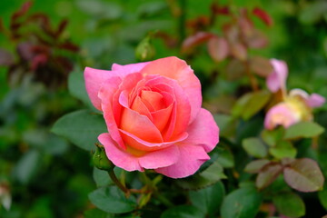 A Rose is a woody perennial flowering plant of the genus Rosa, in the family Rosaceae, or the flower it bears.There are over three hundred species and thousands of cultivars.They form a group of plant