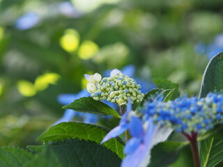紫陽花