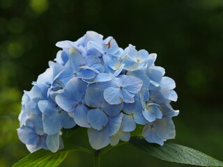 紫陽花
