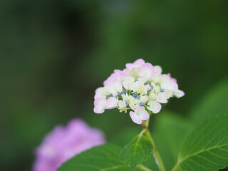 紫陽花
