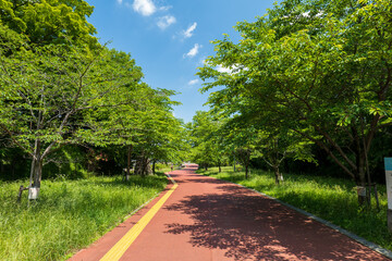 初夏の青空と狭山公園の風景