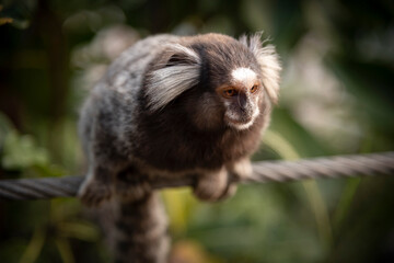 Tamarin in a forest.