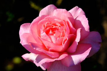 A Rose is a woody perennial flowering plant of the genus Rosa, in the family Rosaceae, or the flower it bears.There are over three hundred species and thousands of cultivars.They form a group of plant