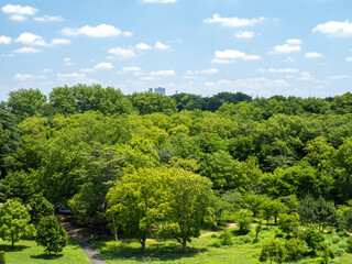 初夏の青空と狭山公園の風景