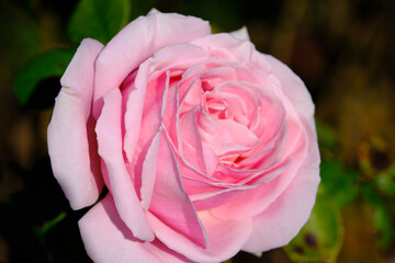 The David Austin English roses carry the beautiful old rose-type blooms with that old-fashioned look to them