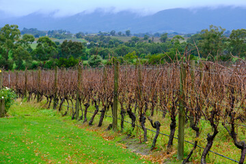 Fototapeta na wymiar Yarra Valley Grape Vines Well Pruned And Maintained For The Coming Growing Season. The Yarra Valley Is Australia's Premiere Cool Climate Wine Region.