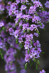 Delicate purple flowers of the Australian native shrub Thryptomene denticulata, family Myrtaceae. Endemic to Western Australia. Winter and spring flowering. 