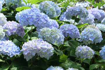 アジサイ 21　青紫