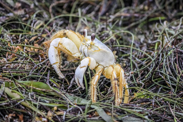 crab in seaweed