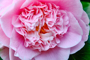 Camellia japonica, known as common camellia, Japanese camellia, or tsubaki in Japanese, is one of the best known species of the genus Camellia. Sometimes called the rose of winter, it belongs to the 