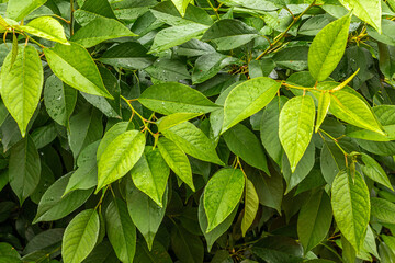 green and wet leaves of a bush after rain close-up